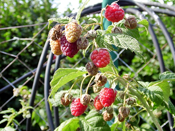 Himbeeren.jpg