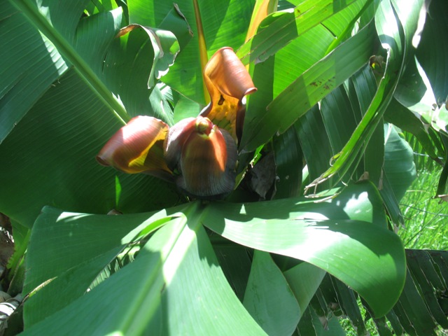 banana flower.JPG