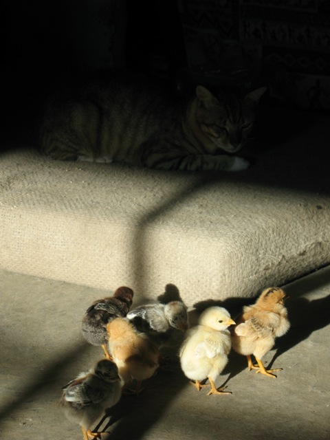 cat+chicks.JPG