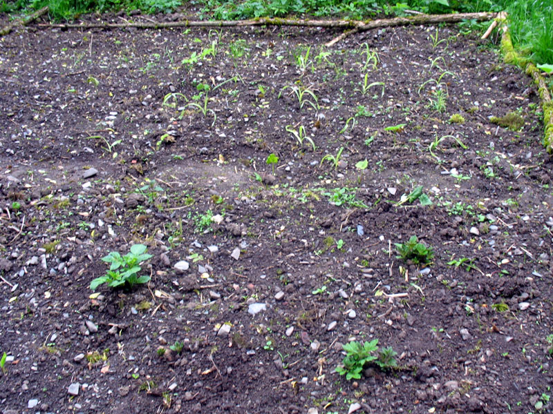 Die Kartoffeln lassen sich endlich blicken, der Mais dahinter mickert leider noch.